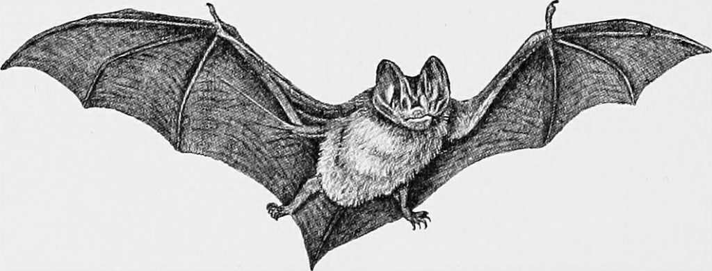 Barbastelle Bat