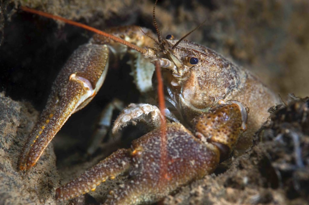 Freshwater white-clawed crayfish