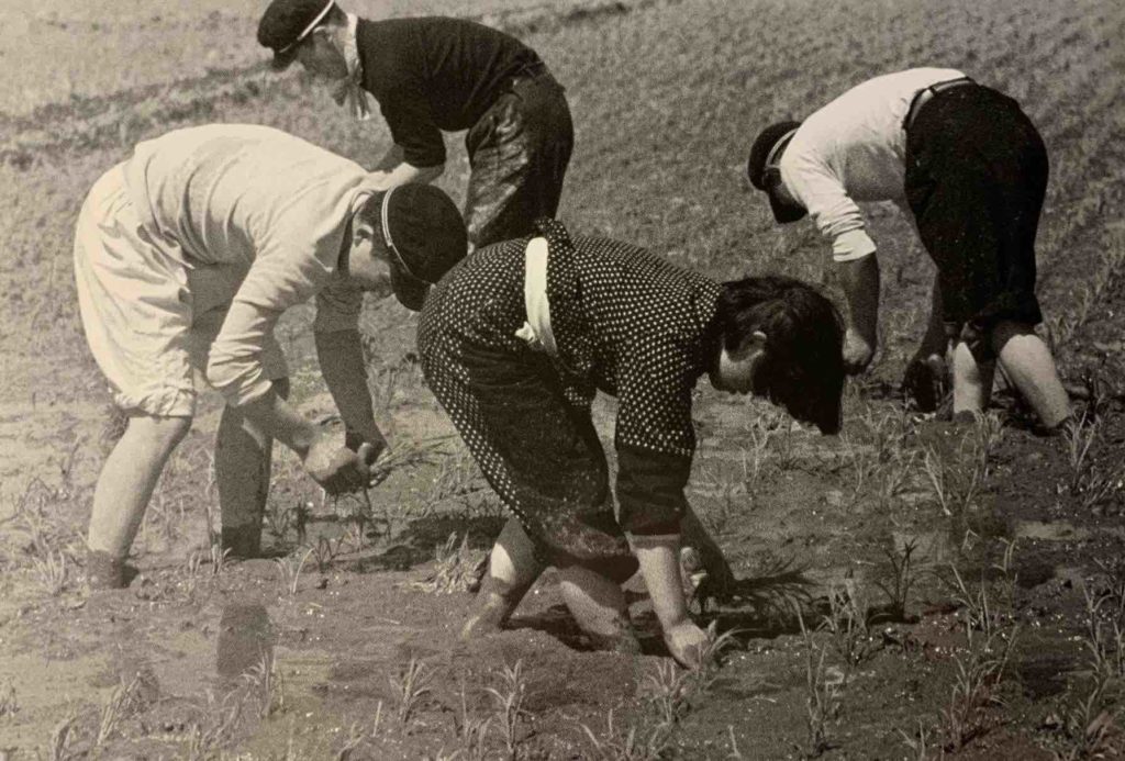 Boys and girls planting rice in Akita 1957