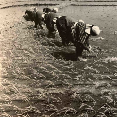 Rice planting in Akita 1952