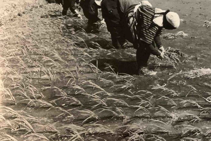 Rice planting in Akita 1952