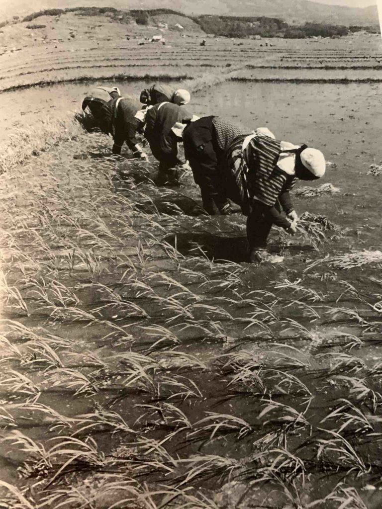 Rice planting in Akita 1952