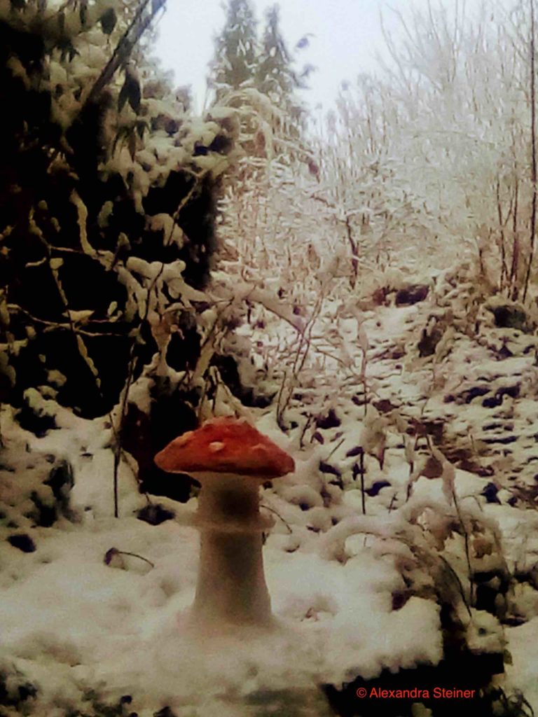 Alexandra Steiner Fly agaric in showy wood