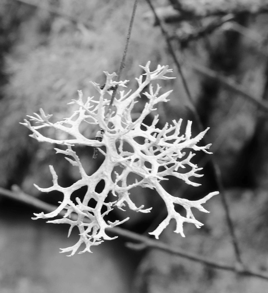 Annie Woodford Lichen Evernia prunastri