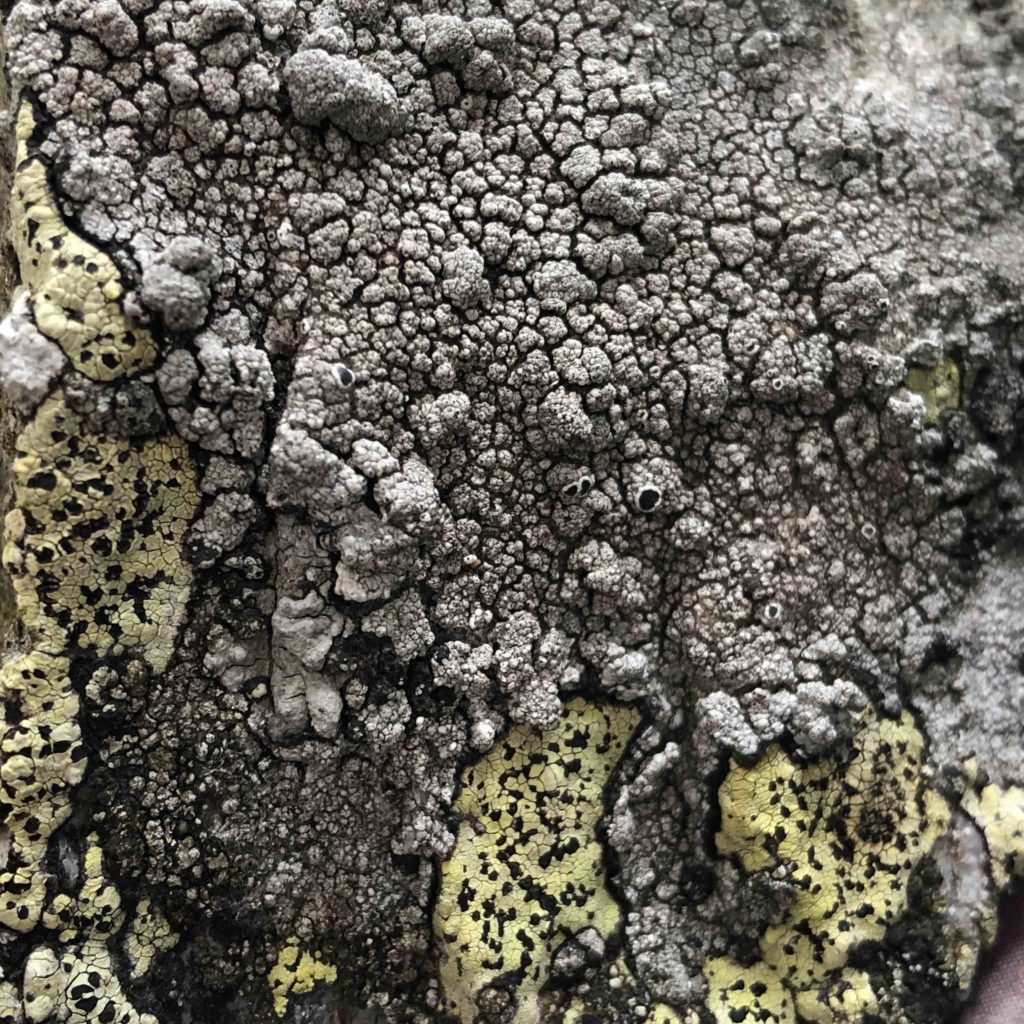 Various crutose lichens on our drystone wall