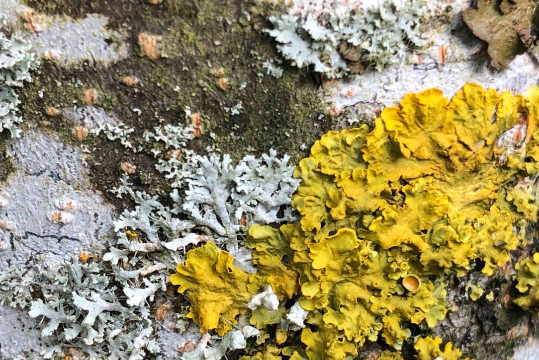 Annie Woodford Lichen Xanthoria parietina