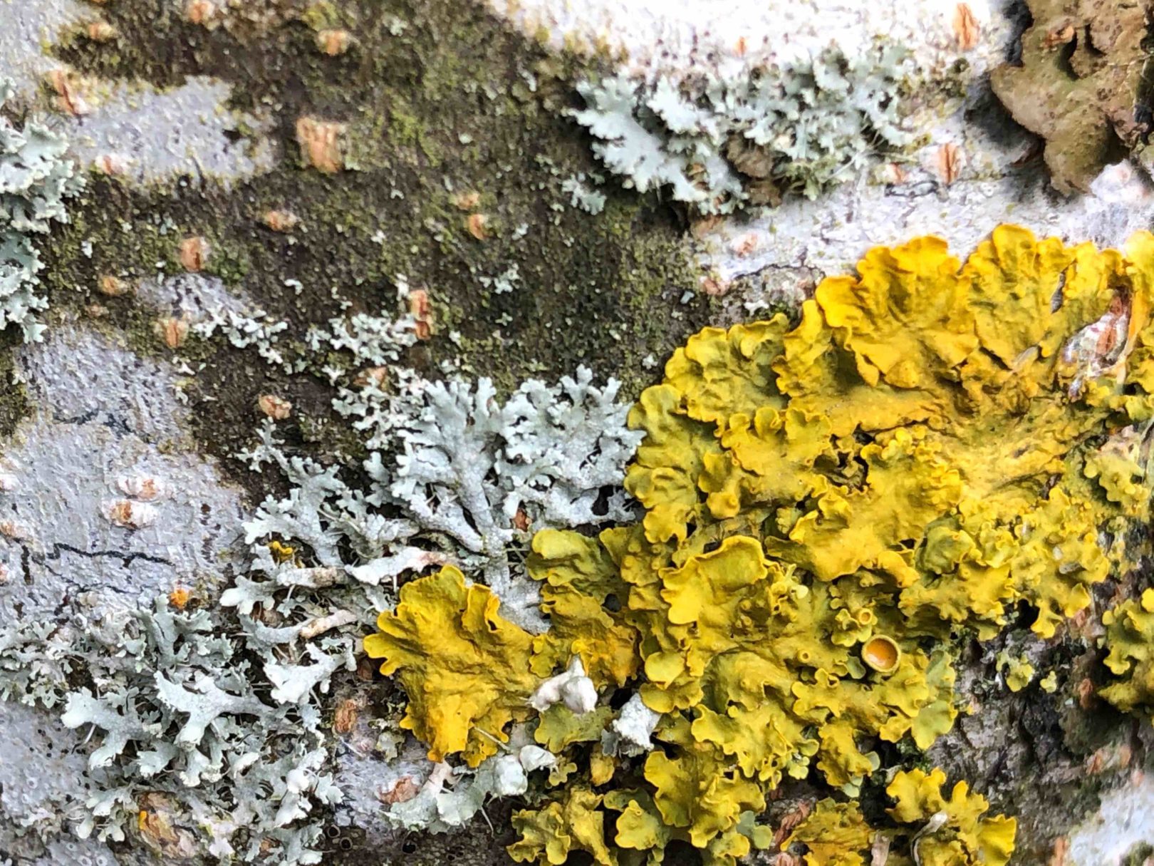 Annie Woodford Lichen Xanthoria parietina