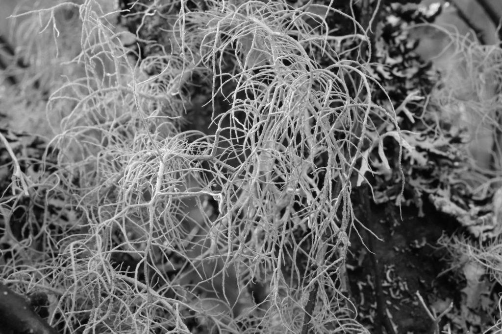 Annie Woodford Usnea cornuta