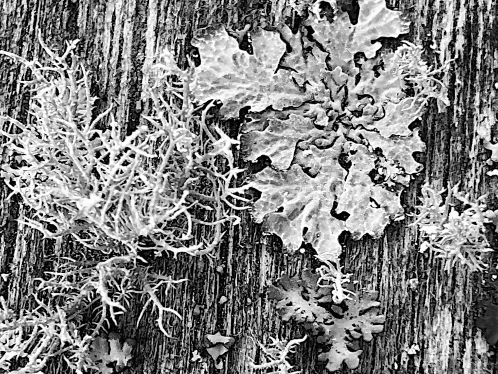 Annie Woodford Colonised oak table with pseudevernia furfuracea and Parmelia perlata