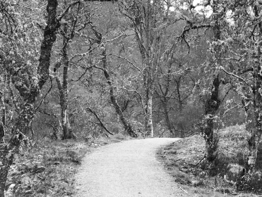 Annie Woodford The Lichen Forest