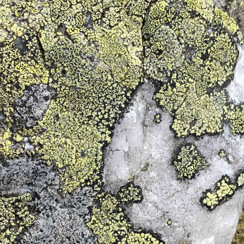 Annie Woodford Lichen rhizocarbon geographicum