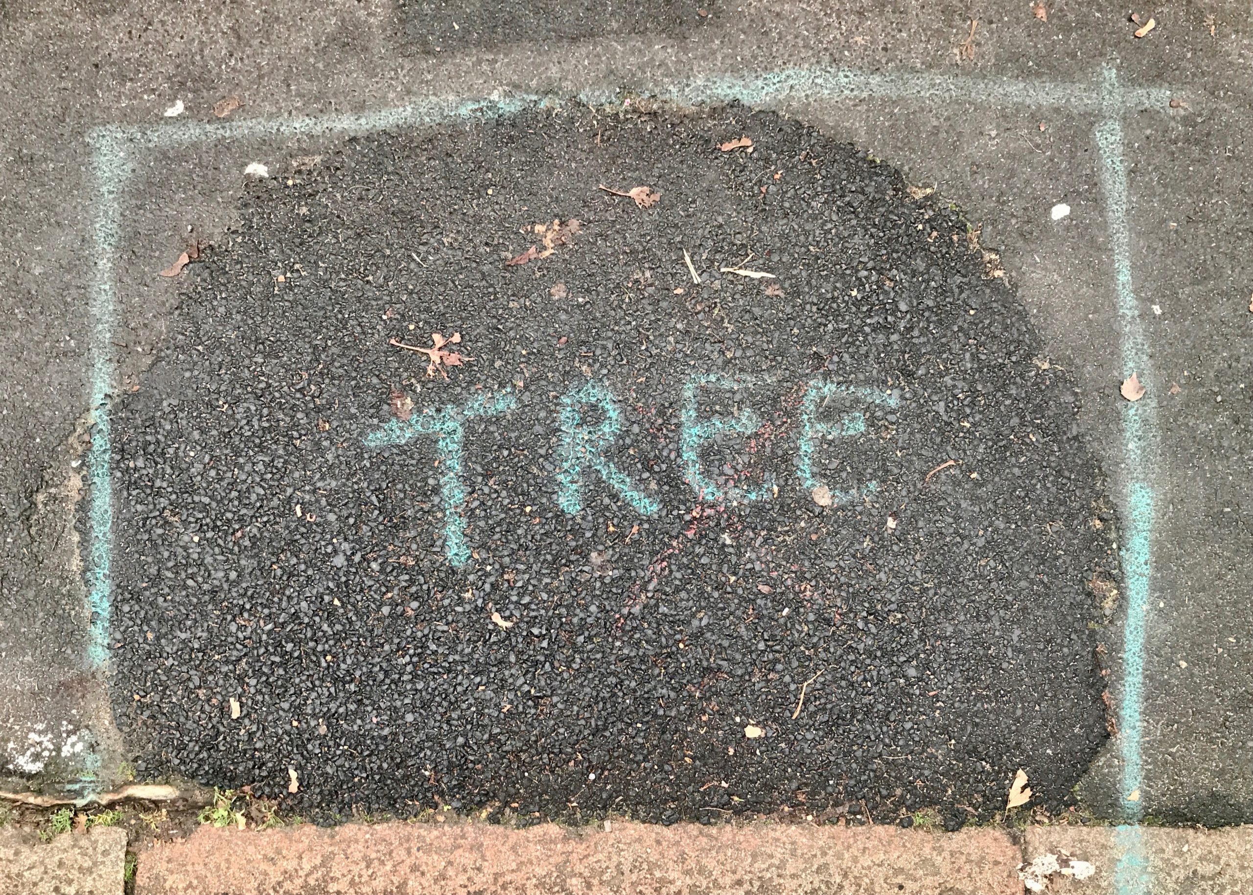 Wording the Edgelands Nicky HIrst Tree