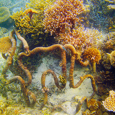 Colleen Flanigan sea floor coral growth