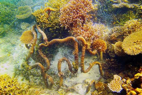 Colleen Flanigan sea floor coral growth