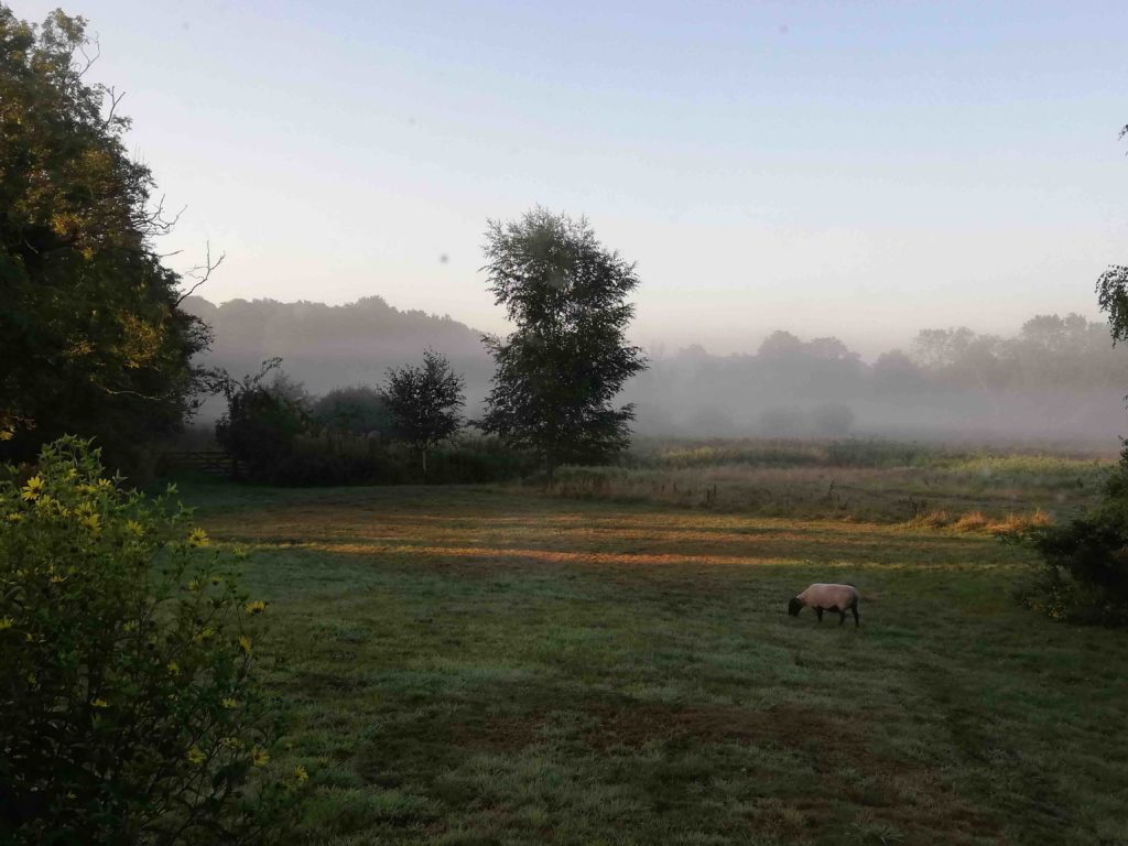 Groundwork residency Broomhill wetland mist