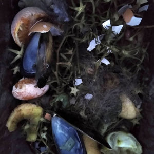 Liz Elton ‘Compost Bin Print 30, Mussel Shells and Vines Like Stars’
