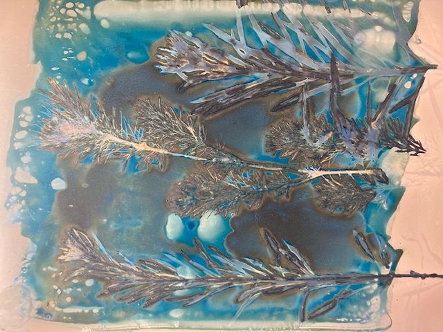 Aindreas Scholz cyanotype 1 plant power