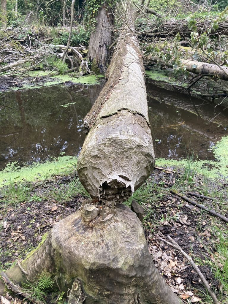 Rivers Trust Beaver work