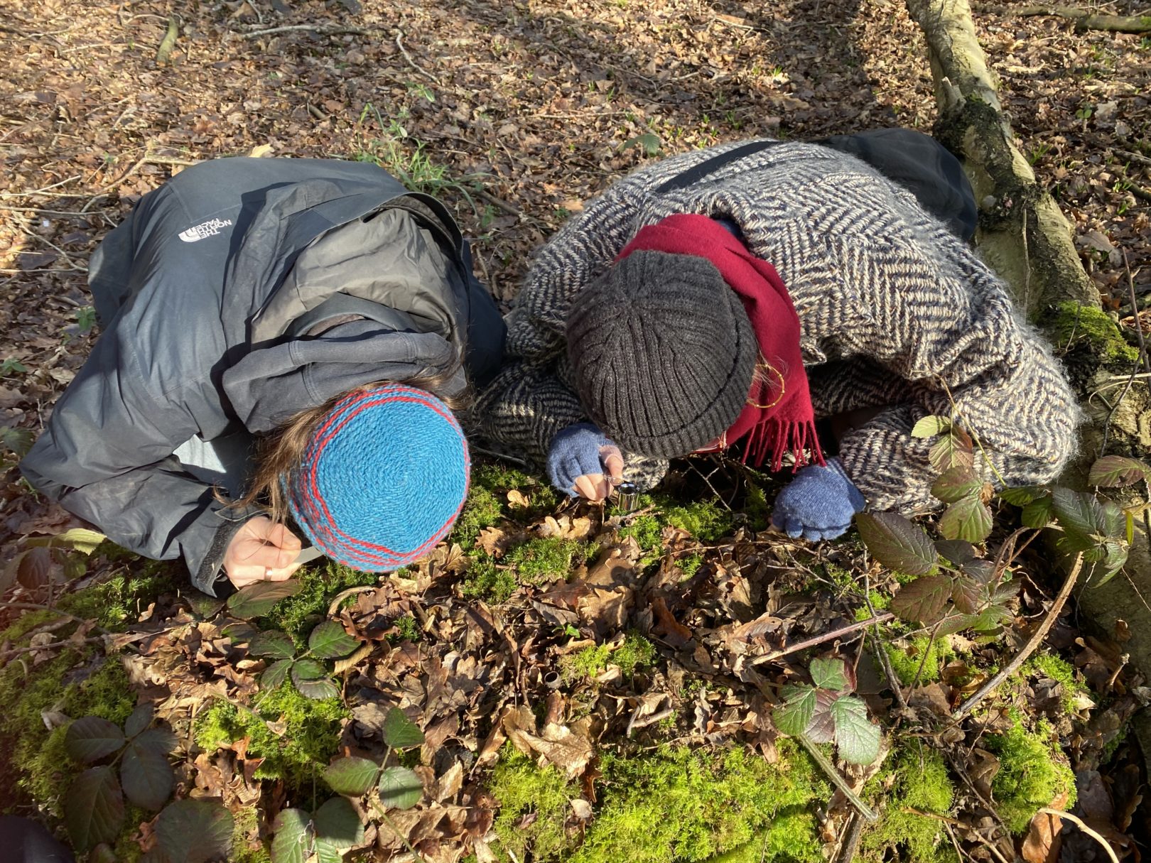 Mossibility examining mosses