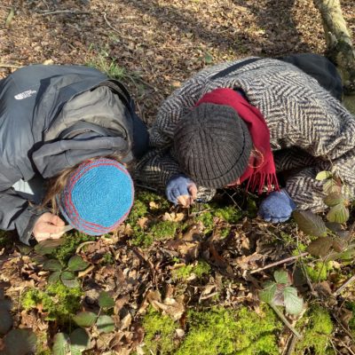 Mossibility examining mosses