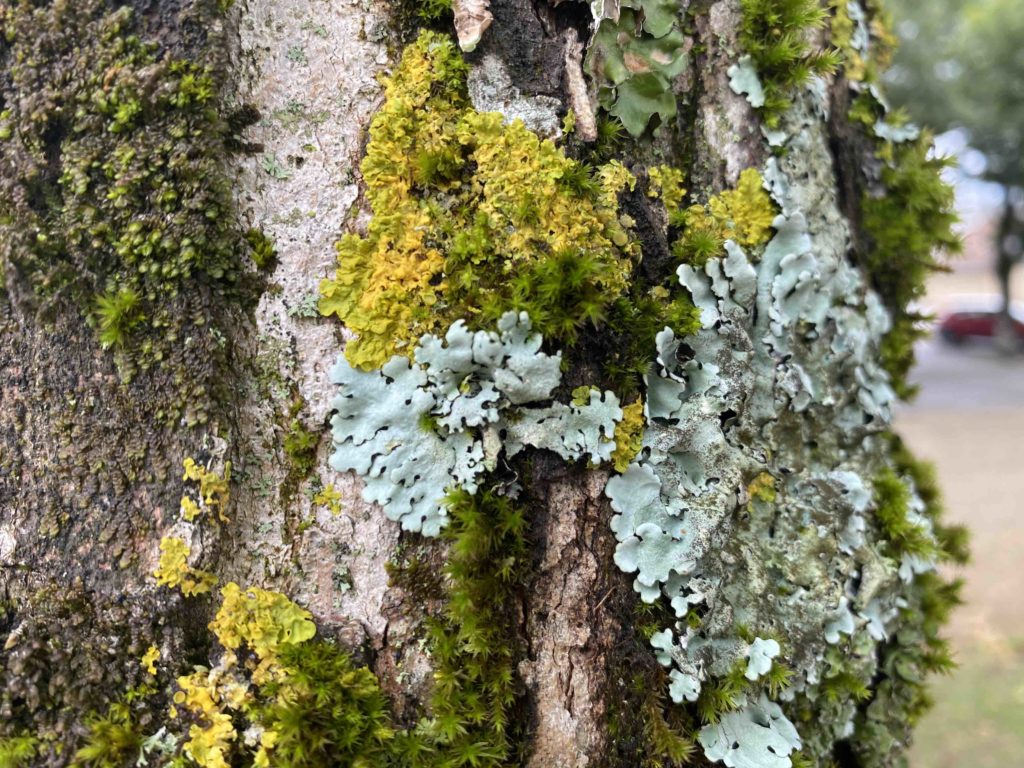 Mossibilities moss and lichen