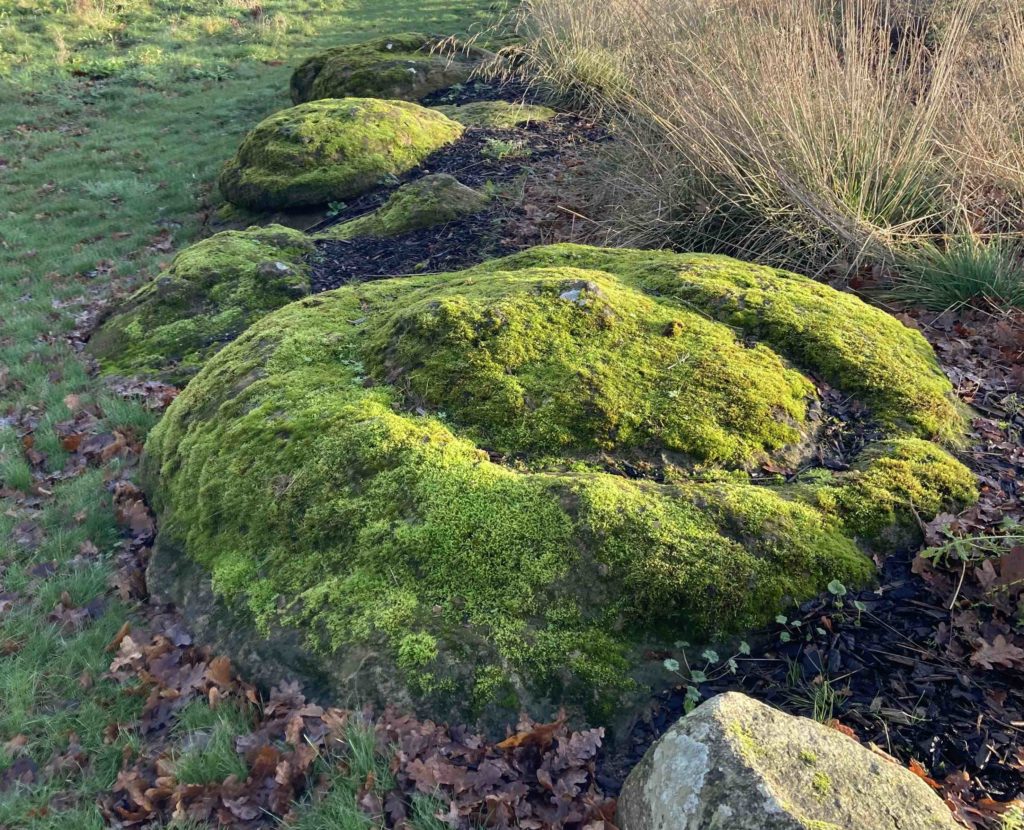 Mossibility moss on stones