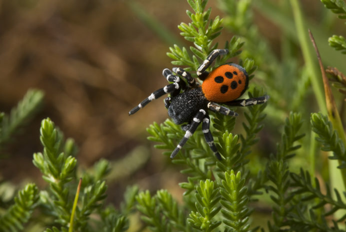 buglife ladybird spider