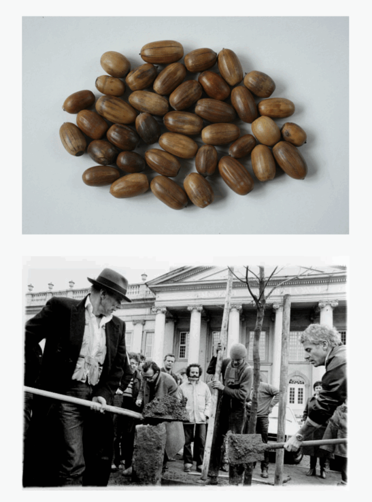 Beuys Acorns