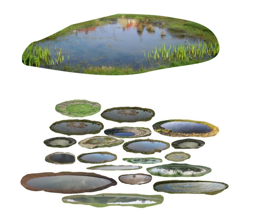 Fluid Earth Rosa Whitely Dewponds