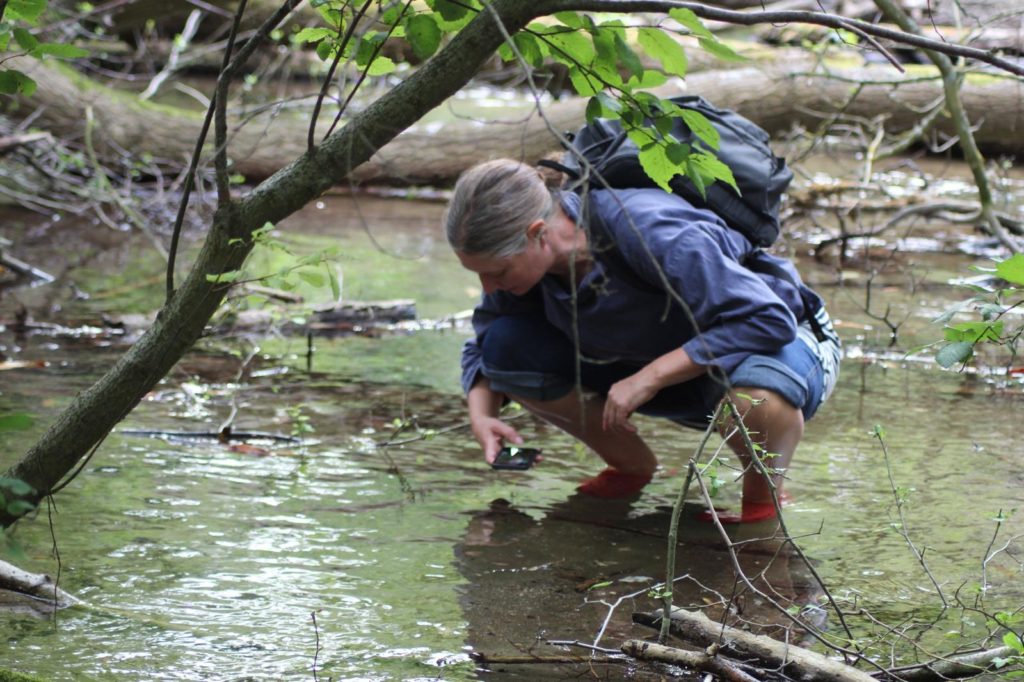 Liz ballard fluid earth