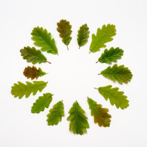 Ackroyd and harvey spring leaves 14