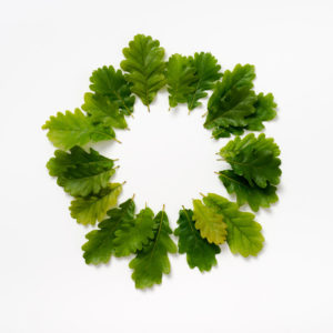 Ackroyd and Harvey spring leaves 21