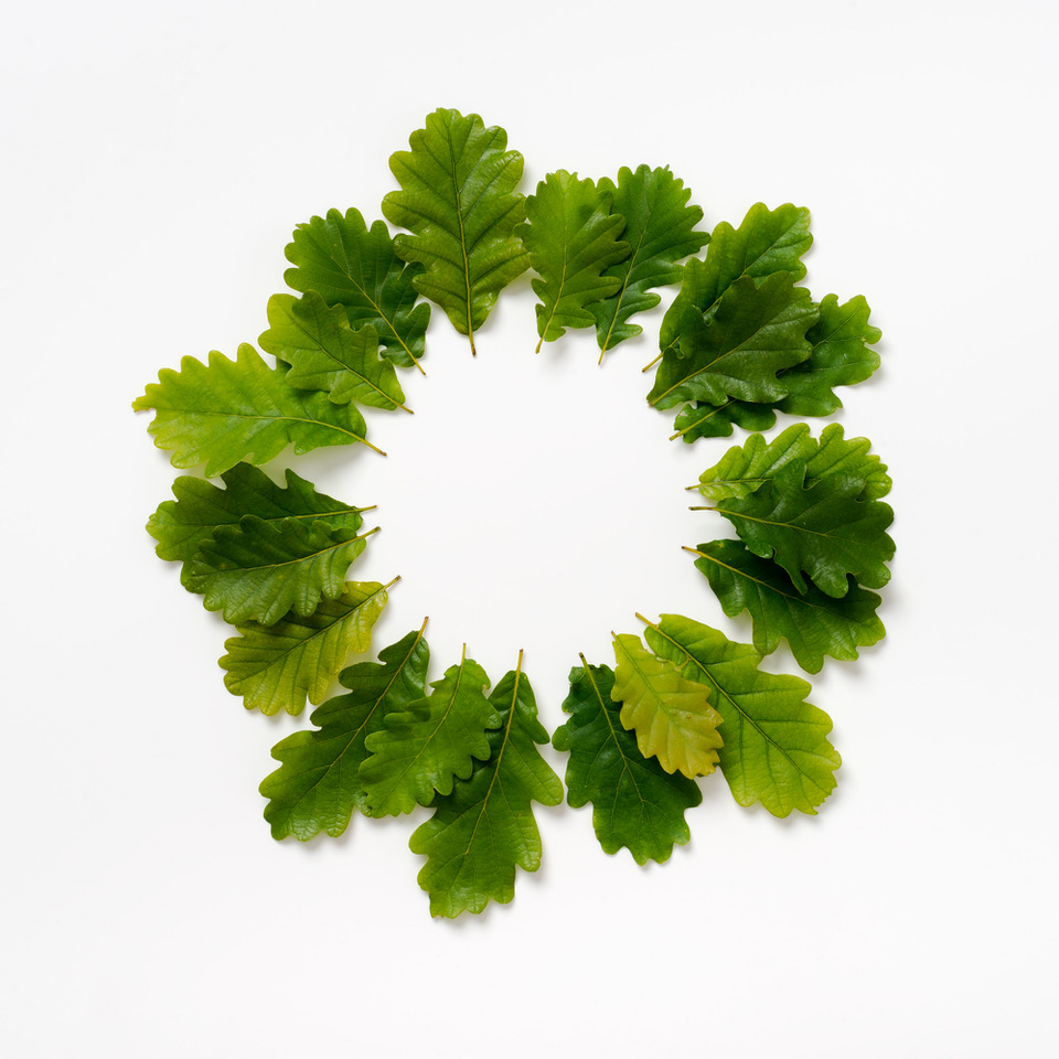 Ackroyd and Harvey spring leaves 21