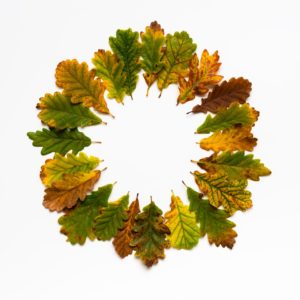 Ackroyd and Harvey Aurumn leaves 21