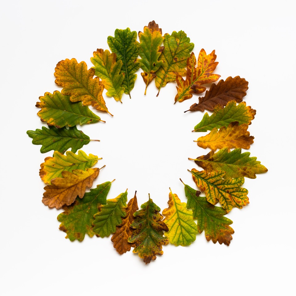 Ackroyd and Harvey Aurumn leaves 21