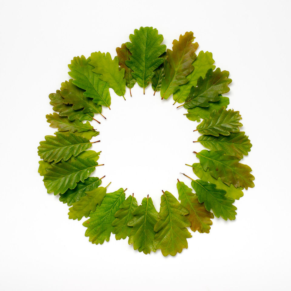 Beuys Acorns 28 oak leaves Spring