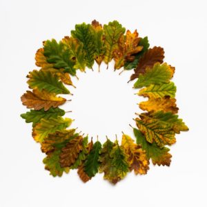 Ackroyd and Harvey Beuys acorns auumn 28 leaves