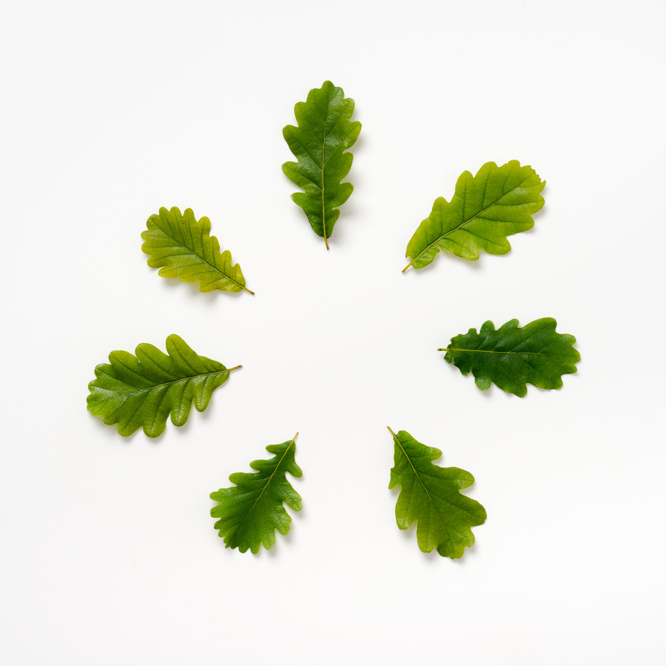 Ackroyd and Harvey Spring leaves 7