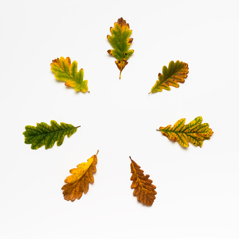 Ackroyd and Harvey Autumn leaves 7