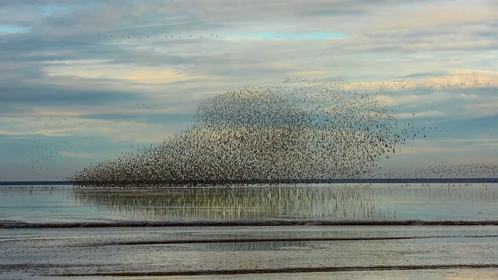 wader murmuration
