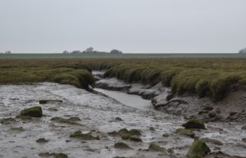 Wash mudflats Mary Naylor